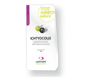 Ichtyocolle